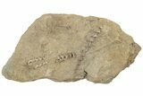 Plate of Archimedes Screw Bryozoan Fossils - Alabama #189602-1